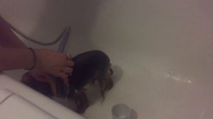 Купание йоркширского терьера