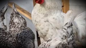 Пушкинская порода домашних кур особенности содержания и ухода