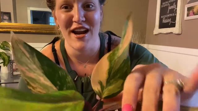 UnBox with ME! ||STRAWBERRY SHAKE PHILODENDRON|| Rare Plant UnBoxing! смотреть онлайн