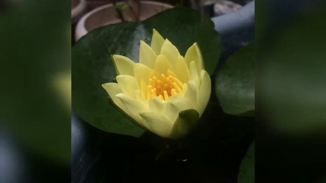 YELLOW WATERLILY - (Ornamental lily) смотреть онлайн