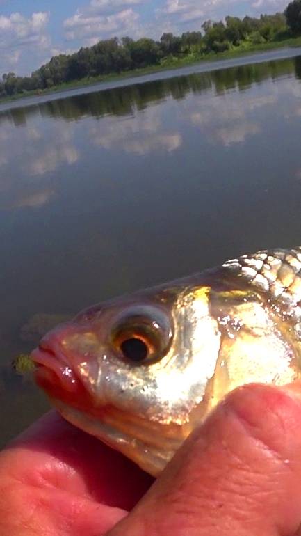 ДУША ПОЁТ от ТАКИХ РЫБОК. смотреть онлайн