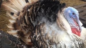 Индюки ВИКТОРИЯ.Гуси ЛИНДА
