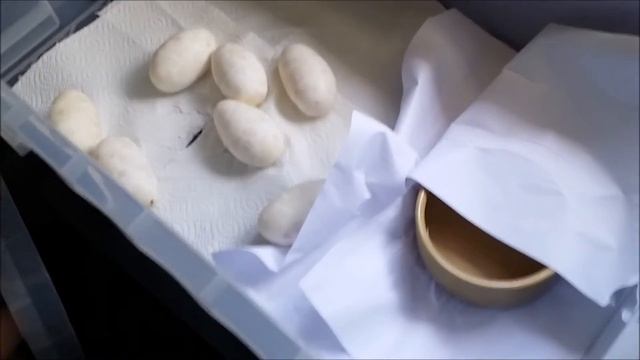 Ball/Royal Python, removing female from eggs and incubating. No2 смотреть онлайн