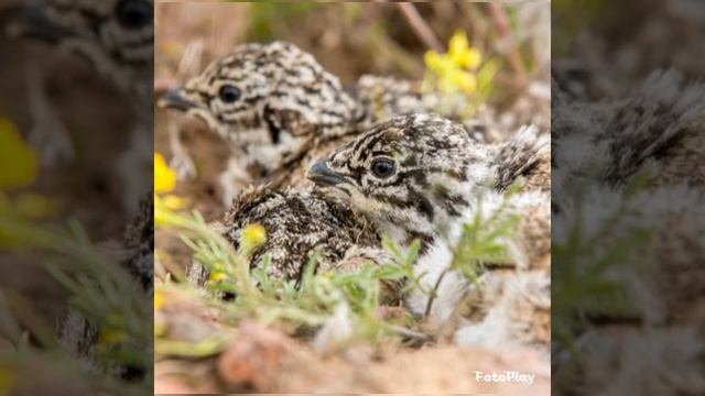 Шалфейный( полынный) тетерев.Красавчик! смотреть онлайн