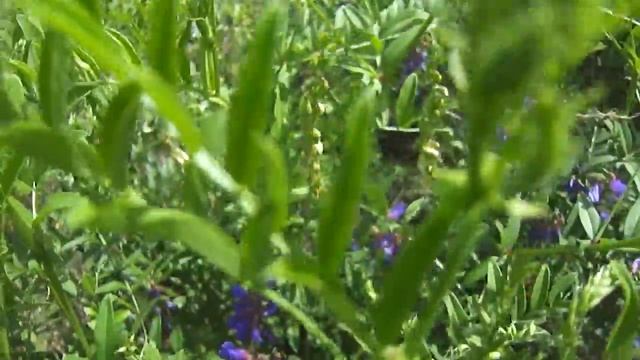 Пчела на мышиным горошке. Хакасия. Июль.