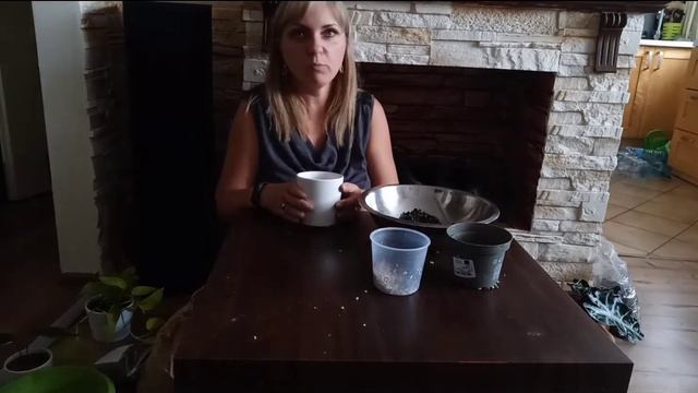 Małe przesadzanie Epipremnum i Alokazji #alokazja #epipremnumpinnatum #epipremnum #przesadzanie смотреть онлайн