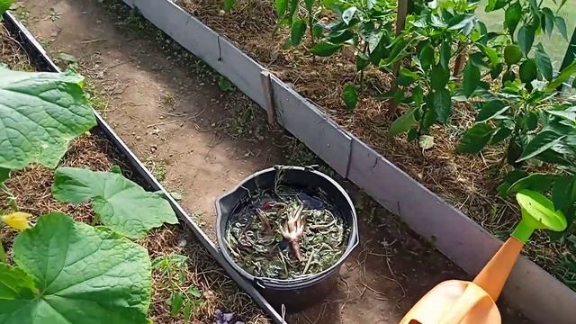 обрезка листьев у огурчика... смотреть онлайн