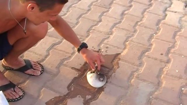 Рыба шар!Красное море, Хургада смотреть онлайн