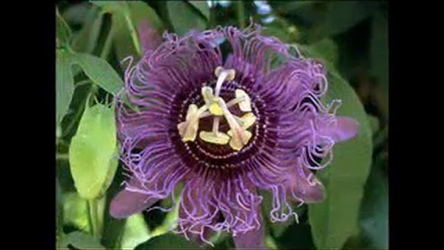 Waltz of Flowers / Вальс цветов смотреть онлайн