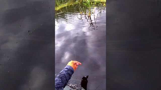 КРУПНАЯ ЩУКА ЧУТЬ НЕ СЛОМАЛА СПИННИНГ! смотреть онлайн