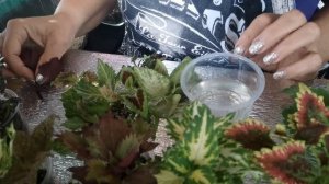 Как черенковать вегетативные колеусы. #колеусы#способычеренкованияколеусов