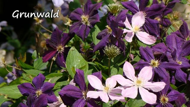 Клематисы-2022. Итоги. Сорта смотреть онлайн