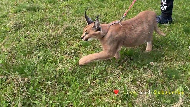Caracal Cat For A Walk | Каракал на прогулке | Alaska Caracal 8 Months