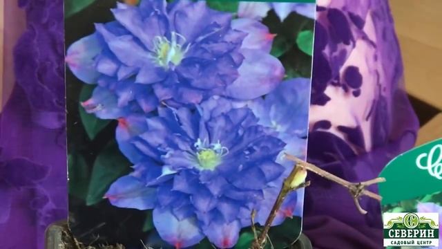 Клематисы польского селекционера Шчепана Марчинского смотреть онлайн