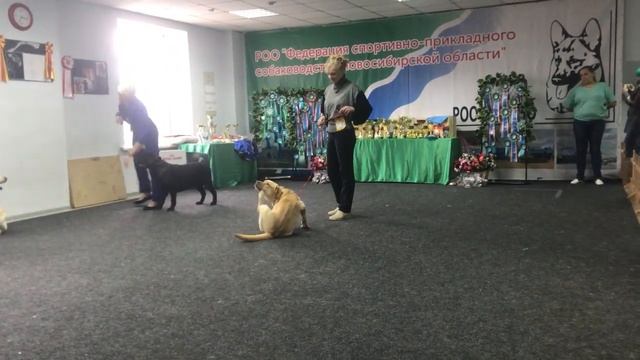 TESORO RUSSO GOLDEN STAR / Всероссийская выставка САС-КЧФ "ДОСТОЯНИЕ СИБИРИ - 2019" смотреть онлайн