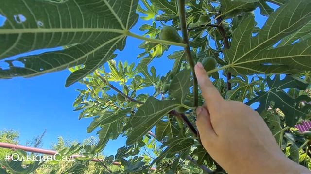 ГИГАНТСКИЙ ИНЖИР дома! смотреть онлайн