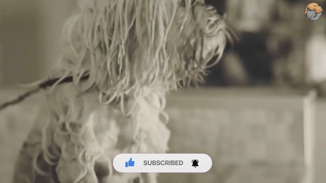 20-летнюю собаку оставили в приюте на усыпление. потом они открыли печальную тайну о собаке смотреть онлайн