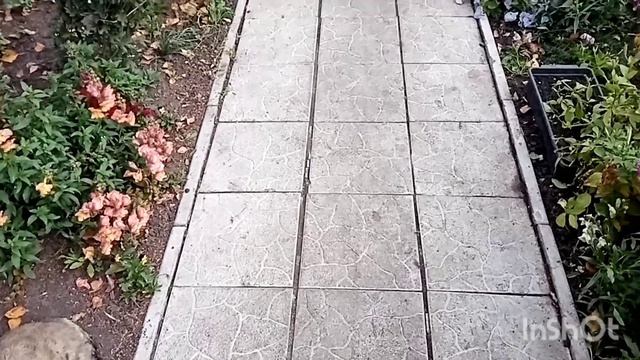 Как живут в русской деревне. Разборка в сарае/привезла от Ирины кабачки /прогулка..