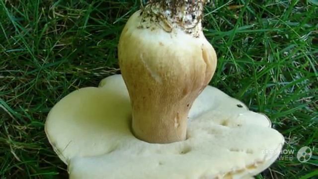 Boletus barrowsii - fungi kingdom смотреть онлайн