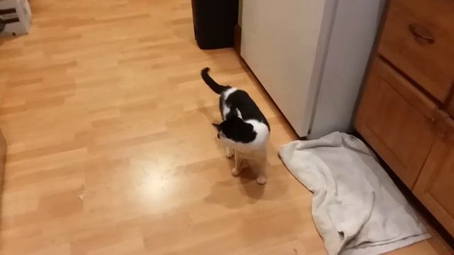 farm cat Spore смотреть онлайн