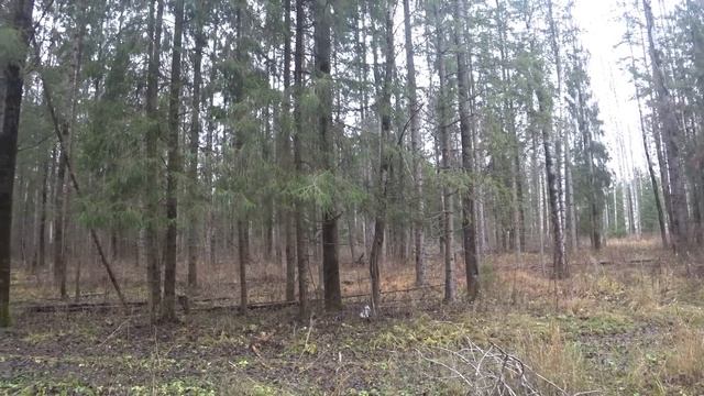 С РУССКИМИ ГОНЧИМИ на ОХОТУ.11.11.23. смотреть онлайн