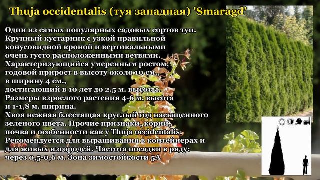 Смарагд 'Smaragd' - туя западная. Thuja occidentalis. смотреть онлайн