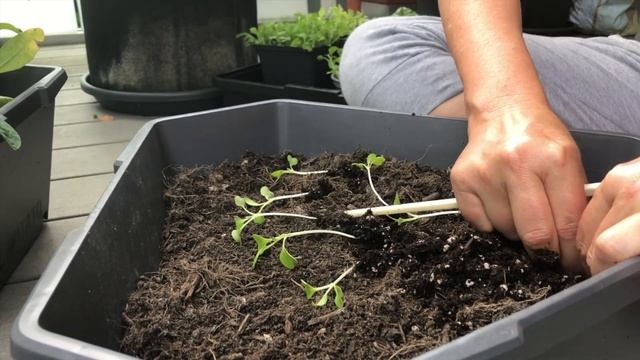 How to Grow Pak Choi and Tatsoi in Containers / on the Balcony | From Seed to Harvest смотреть онлайн
