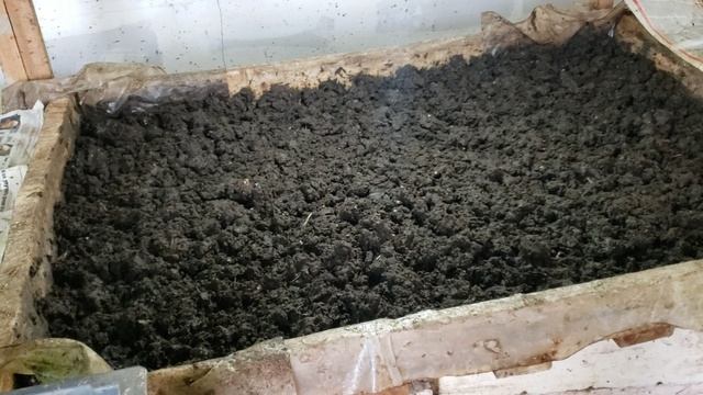 Кормлю червя в стеллажах смотреть онлайн