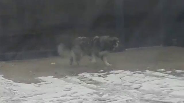 Еще одна серая собака 1 смотреть онлайн