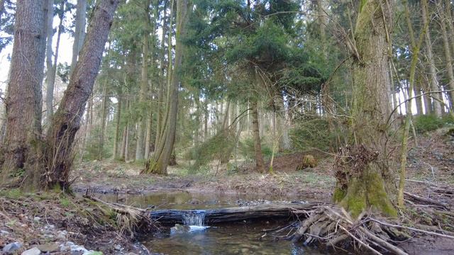 SOOTHING FOREST SOUNDS, BUBBLE BURNING STREAM FOR SLEEP AND STRESS RELIEF смотреть онлайн