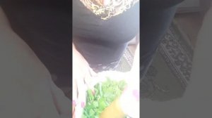 Как сохранить черемшу.