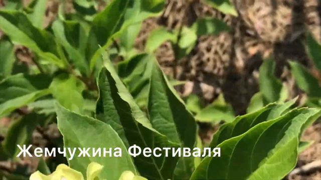 МЕТЕЛЬЧАТЫЕ ГОРТЕНЗИИ В САДУ. Начало августа 2023г. смотреть онлайн