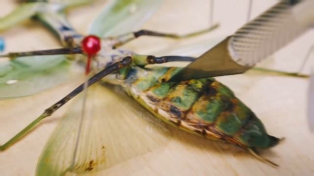 ЧТО ВНУТРИ БОГОМОЛА? ВСКРЫВАЕМ УМЕРШЕГО БОГОМОЛА. СМОТРИМ ПОД МИКРОСКОПОМ смотреть онлайн