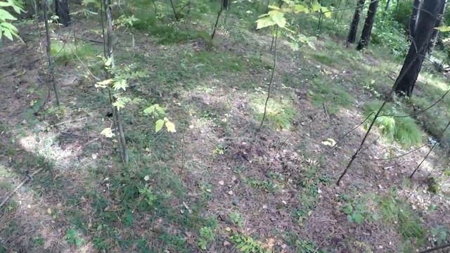 Сбор грибов ранней осенью. Грибы 2019! Маслята, сыроежки, грузди, лисички, волнушки смотреть онлайн