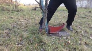 ПРОБУЕМ КОРЧЕВАТЬ КОРЧЕВАТЕЛЕМ ДЕРЕВЬЕВ И КУСТОВ - крутая самоделка. Корчевание в саду своими рукам