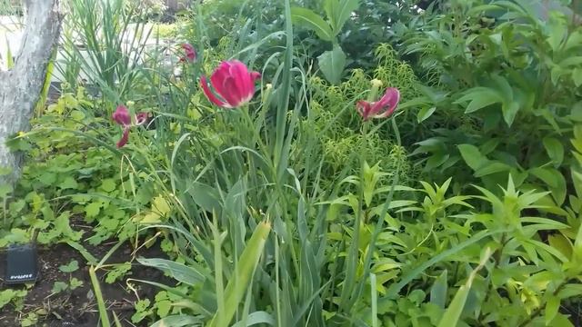 Тюльпаны отцвели, что делаем дальше. смотреть онлайн