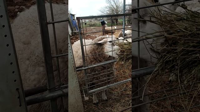 Барни - баран породы Тексель смотреть онлайн
