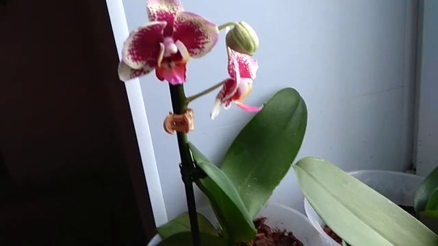 Орхидеи. Цветение зимой. смотреть онлайн