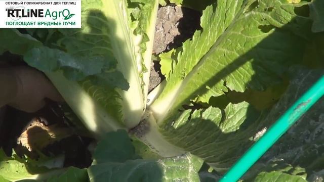 ? Как правильно собрать пекинскую капусту. Выращиваем капусту пекинскую. смотреть онлайн