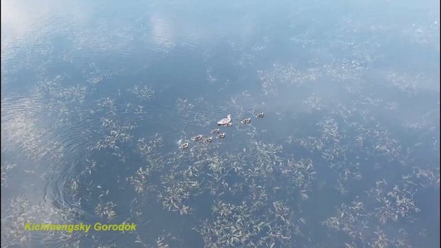 Серая шейка смотреть онлайн