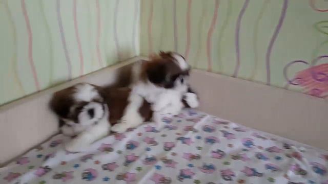 Щенки Ши-тцу ждут своих мам и пап смотреть онлайн