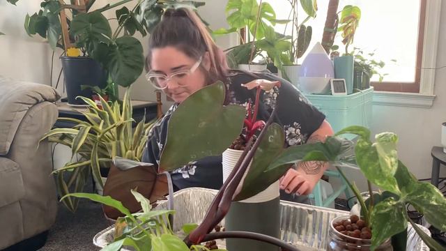 Potting up plants in leca! смотреть онлайн