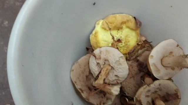 Учимся собирать грибы.