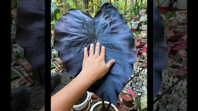 ALOCASIA, COLOCASIA, CALADIUM смотреть онлайн