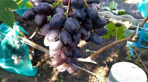 Рэмбо-очень ранний,крупноплодный,вкусный виноград