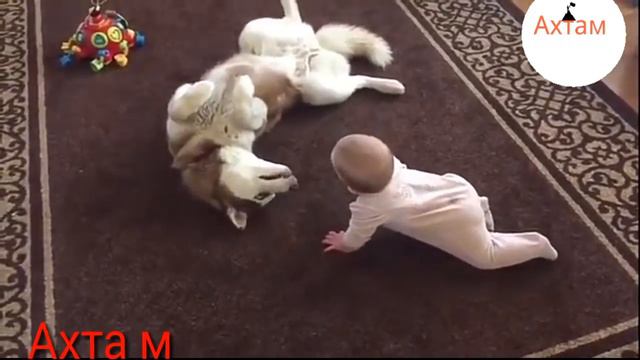 вот что бывает когда ребенка оставил с собакой Наедине смотреть онлайн