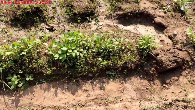 😲खेत मैं आज बहुत काम था ।। थक गए आज तो🥺#dailyvlogs #villagelife смотреть онлайн