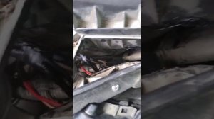 Ford mondeo IV не выключается вентилятор охлаждения.