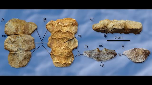 Patagopelta | New Tiny South American Ankylosaur NOT one of a kind? | Paleo News 2022 смотреть онлайн