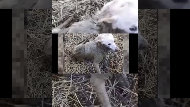 Собака тонула в болоте и воем звала на помощь.Посмотрите только кто пришел ей на подмогу. смотреть онлайн